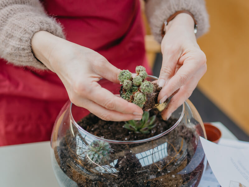 Close up of hands adding green succulents into a DIY terrarium.